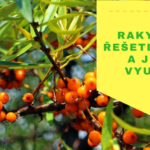 Rakytník řešetlákový a jeho využití
