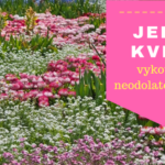 Jedlé květy
