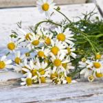 Sušení bylinek