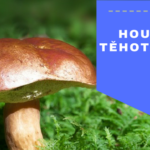Houby v těhotenství