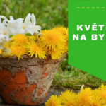 Květináče na bylinky – jaké vybrat?