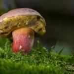 beautiful-foot-boletus-2586702_960_720