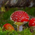 fly-agaric-2817723_960_720