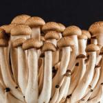 mushroom-389421_960_720