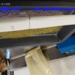 kratom-prasek-uv